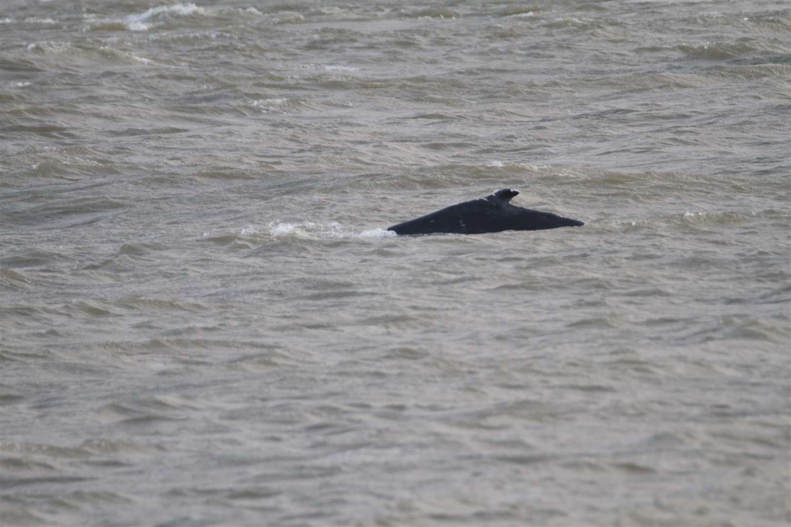 A humpback whale was spotted swimming in the Thames Estuary close to the Dartford Crossing. Picture Credit: David Callahan. (18743615)