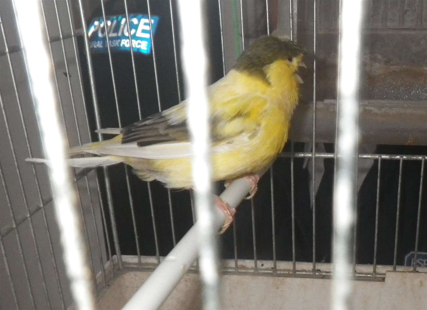 Elvis the canary was found at the home. Picture: RSPCA