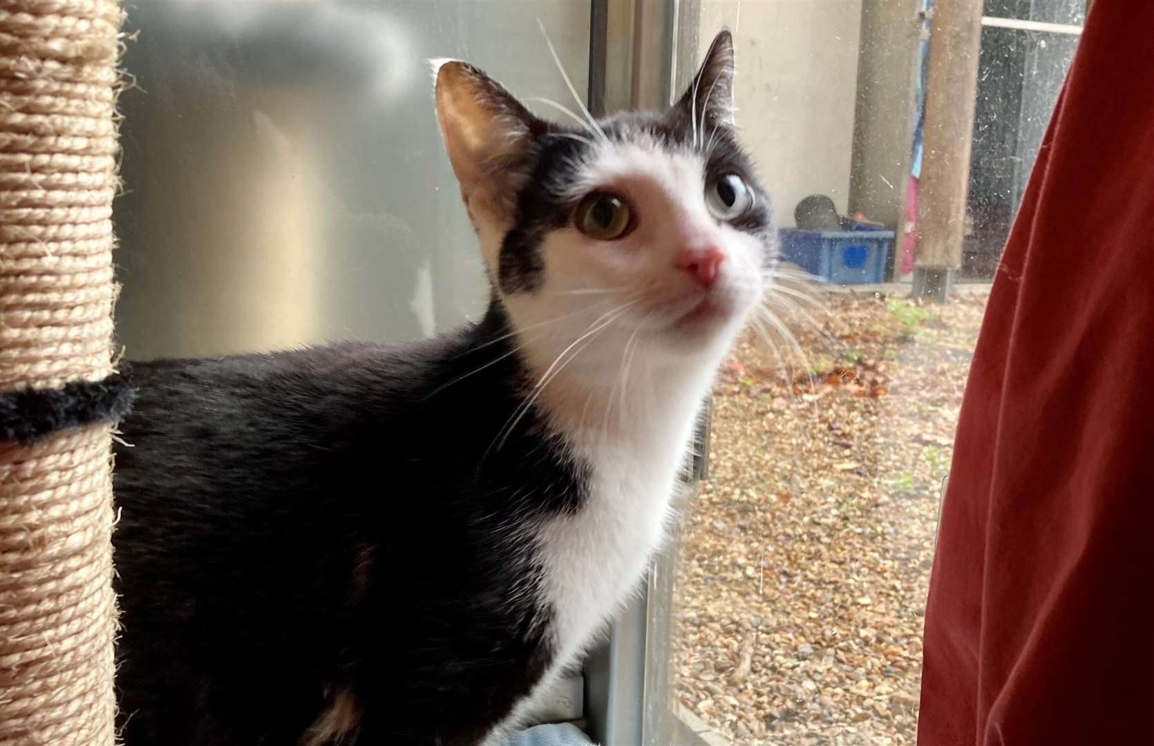 One-year-old Ariel came into Battersea's care as a pregnant stray and was fostered by Tina Moore