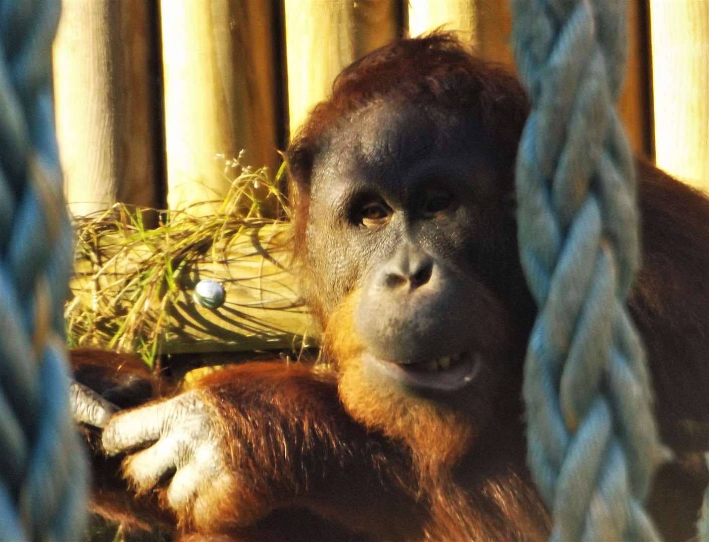 An orangutan at Wingham Wildlife Park