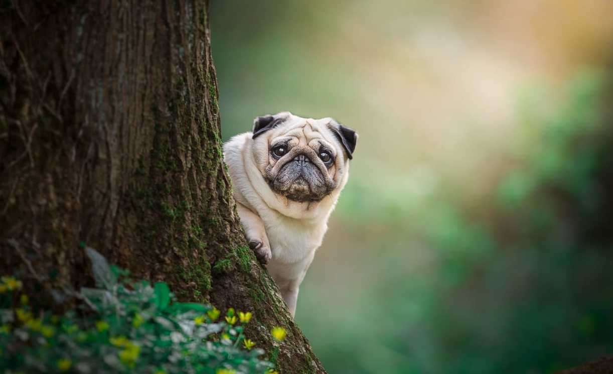 Puggy Smalls loves to take walks in the woods. Picture: Charlie Osman