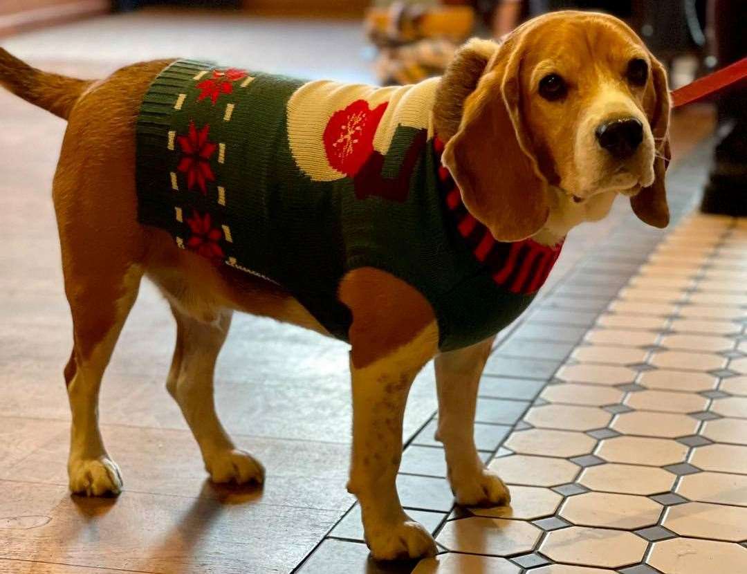 Dog owners and their pups can dress up in Christmas jumpers and join a seaside stroll from Broadstairs’ Botany Bay Hotel. Picture: Shepherd Neame / Botany Bay Hotel