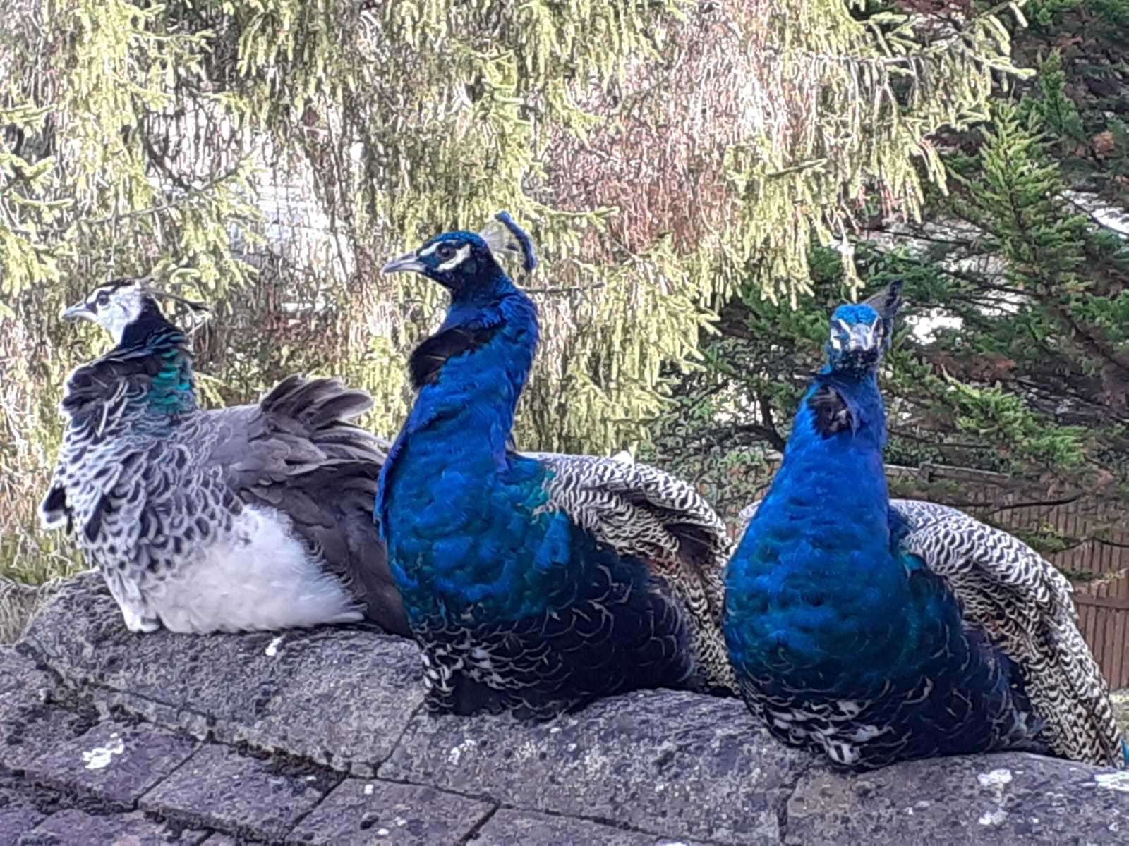 Three peacocks were found sitting on a roof this evening at a home near Canterbury
