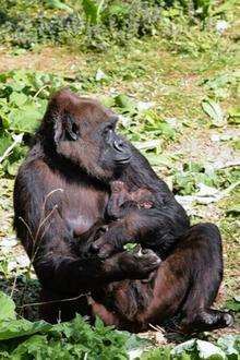 Unnamed gorilla born at Port Lympne wild animal park.