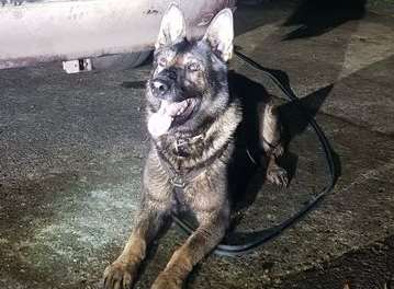 PD Cliff helped track down a suspended thief. Picture: Kent Police.