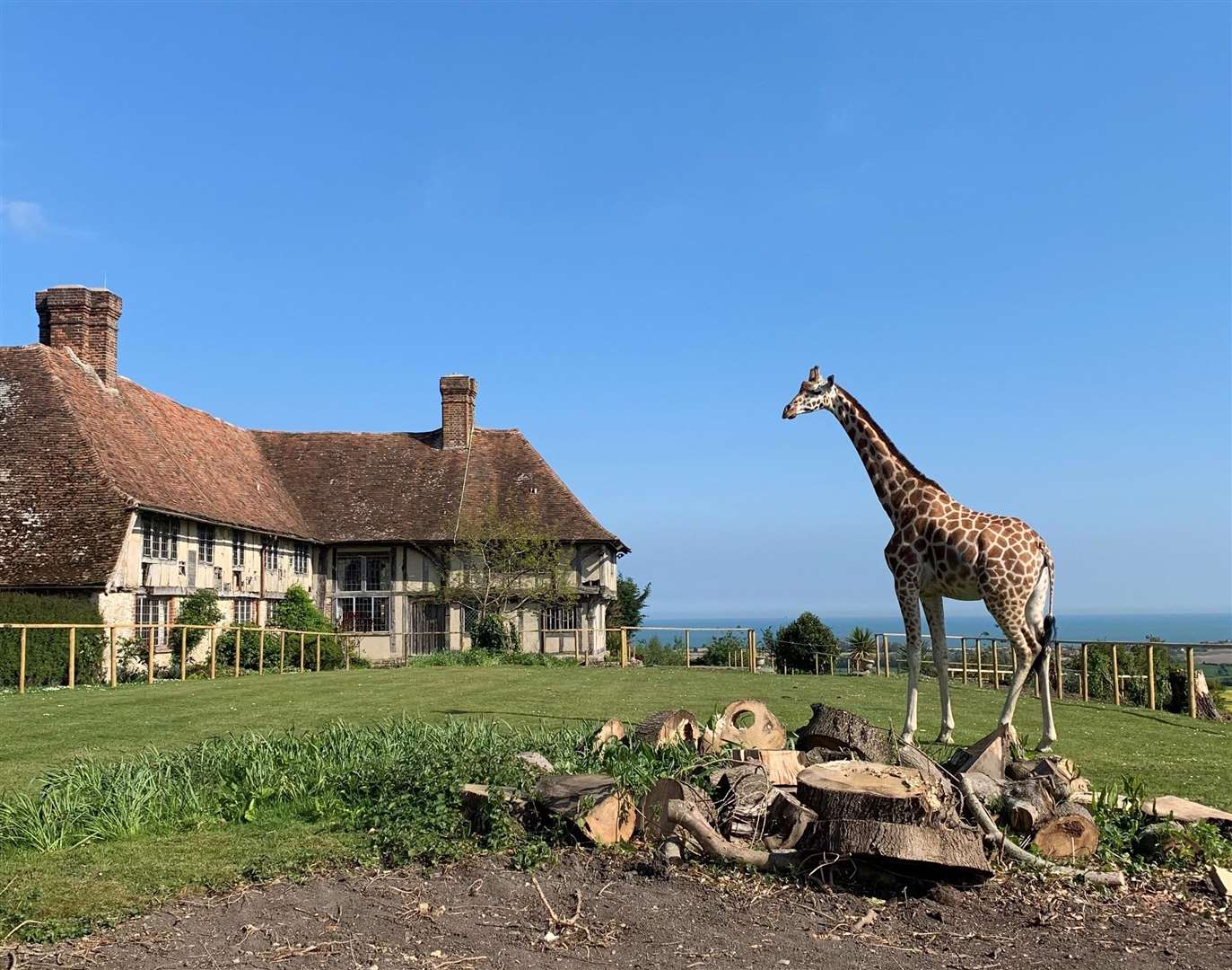 Giraffe Hall at Port Lympne Hotel and Reserve is expected to launch 2021