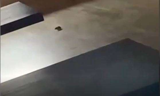A mouse seen inside Munchies Peri Peri