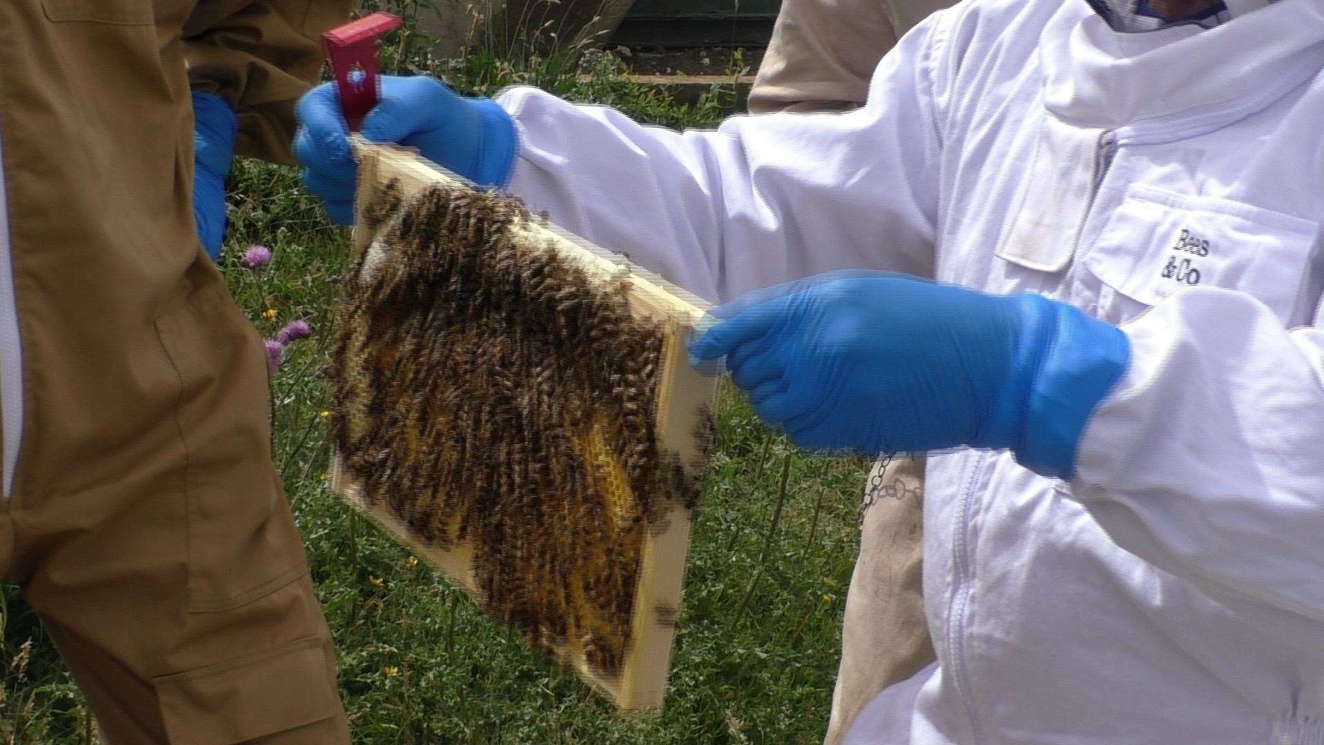 They shake the bees to inspect the hives