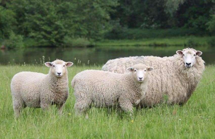Sheep have been attacked by dogs in recent months