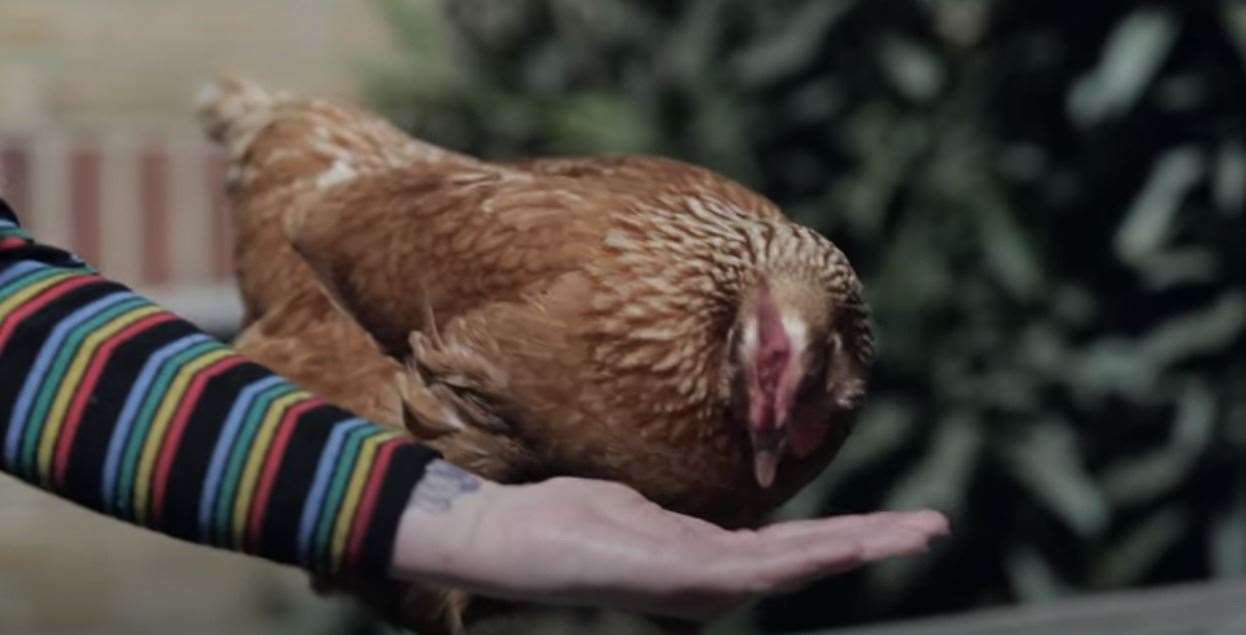 Therapy chickens are used in care settings to help patients with emotional difficulties Photo: KMPT/Youtube