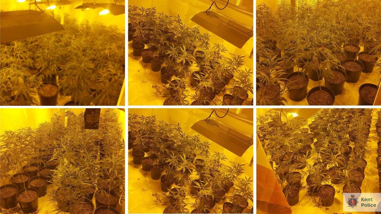 More than 600 cannabis plants were found in a house in Arklow Square, Ramsgate. Picture: Kent Police