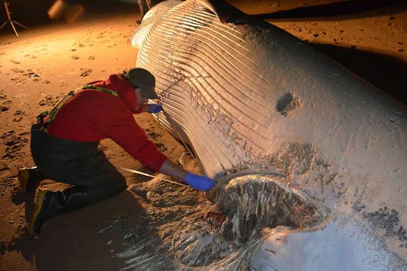 Rob Deaville of the Zoological Society of London's CSIP carries out the post-mortem on the whale