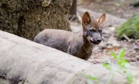 One of the Iberian wolf pups