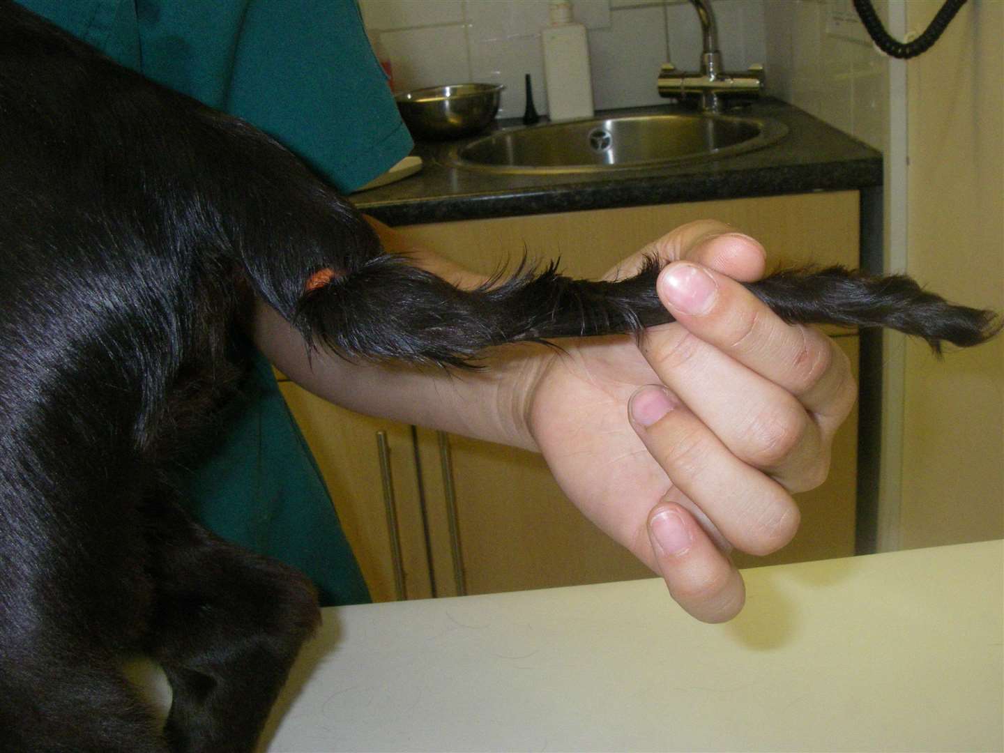 Max's tail was 'withered' after an elastic band was tied to it