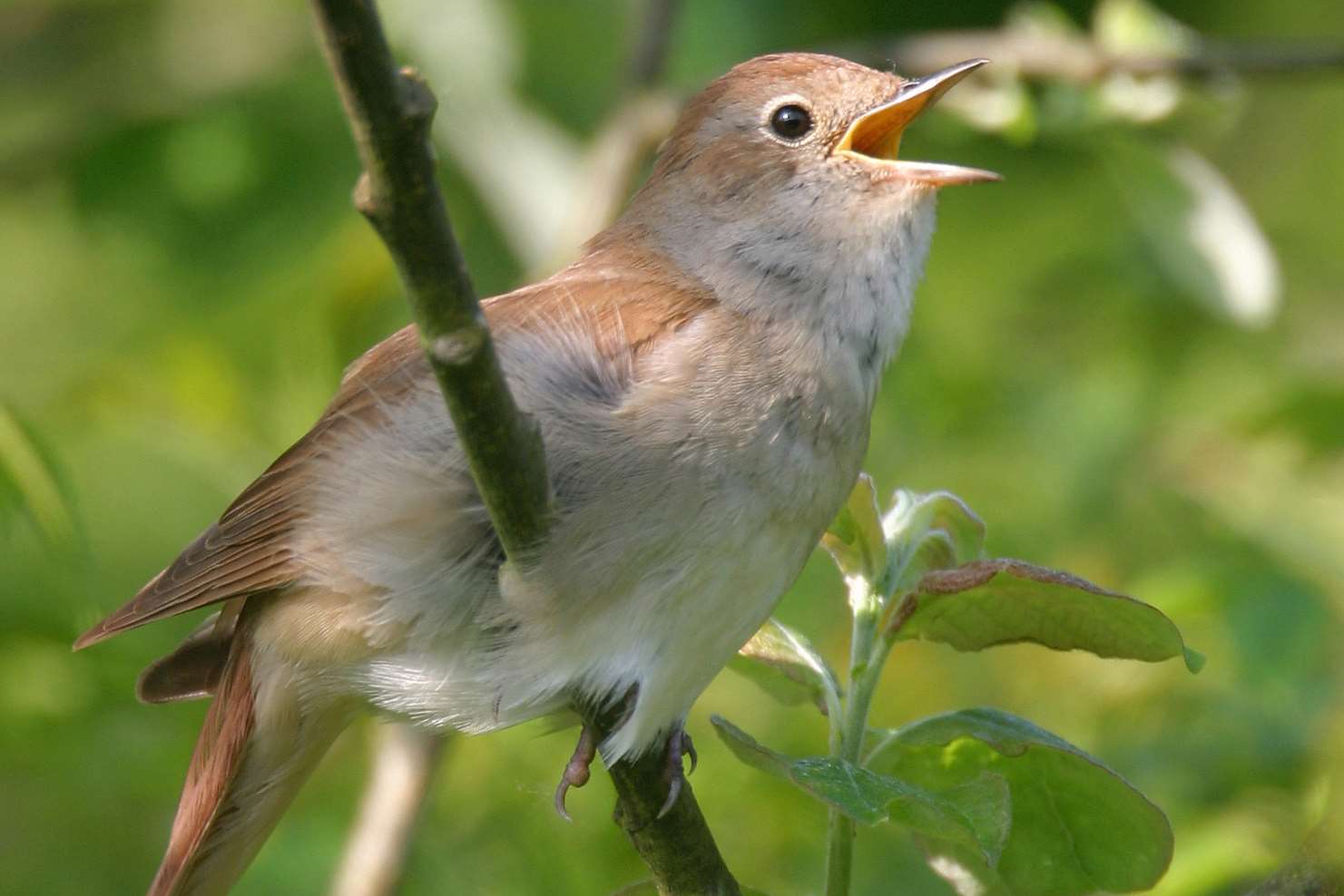 A nightingale. File picture