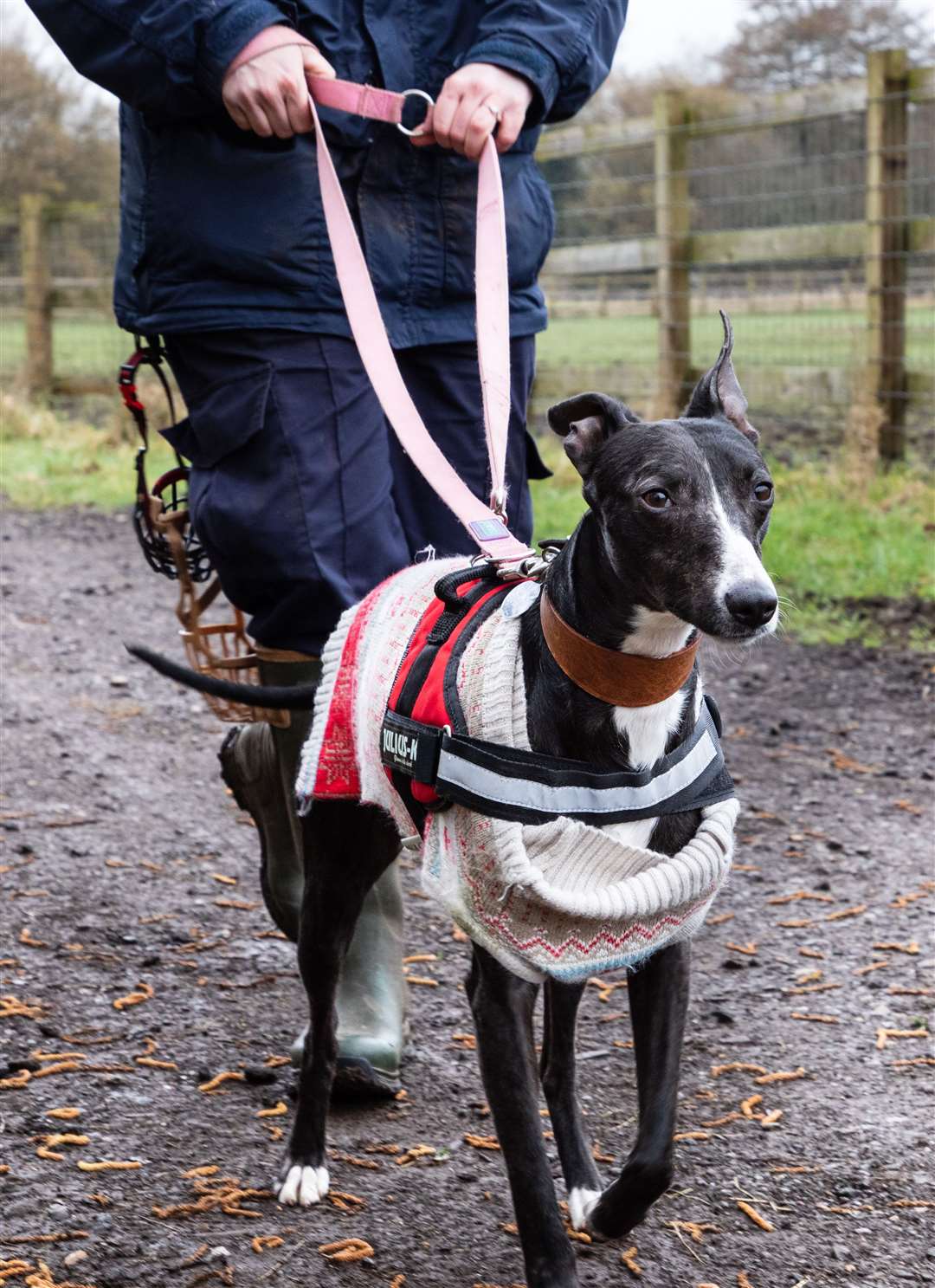 George was cared for by staff at the RSPCA Leybourne Animal Centre Picture: RSPCA