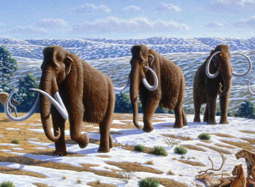 A painting of mammoths by Mauricio Antón. Picture: Wikimedia Commons