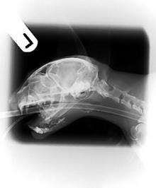 The X ray showing Muffin's shattered lower jaw.