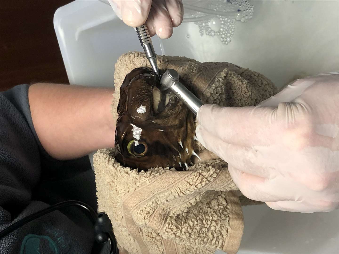 Goldie was held in a damp towel to allow the dentist to work quickly. Picture: Sandhole Veterinary Centre/ SWNS