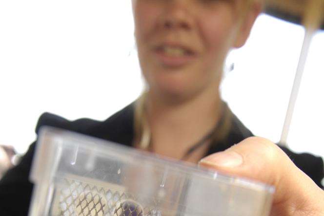 RSPB project officer Dr Nikki Gammans with a specimen of short-haired bumblebee.