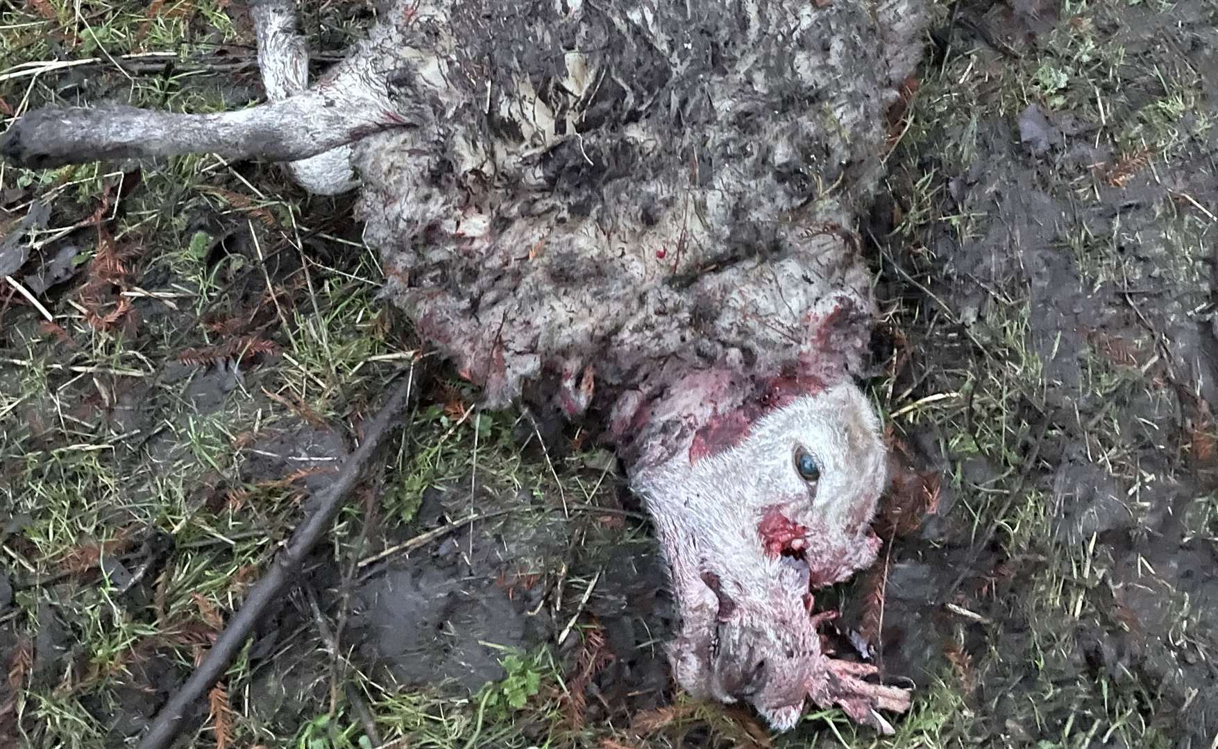 Ewe left with fatal injuries after dog attack. Picture Joe Cain