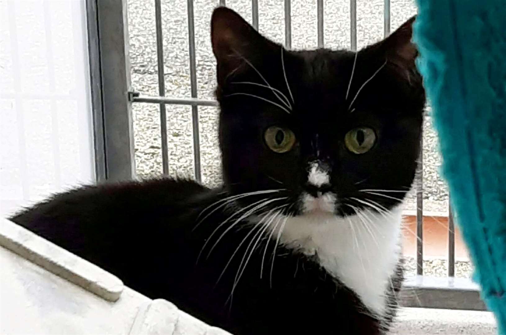 RSPCA centre carers read to a group of cats rescued from a Tunbridge Wells house. Pictured is Pickle (46782164)