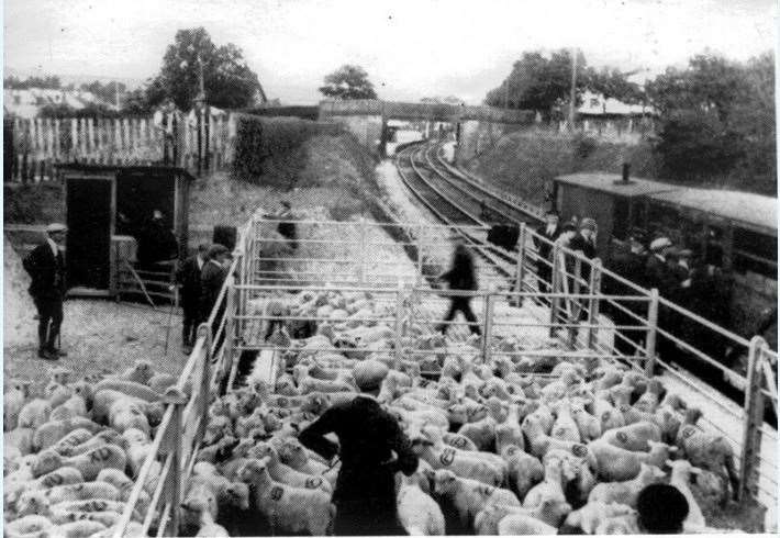 Livestock being transported by rail in c1920. Picture: from the collection of Lyminge Historical Society