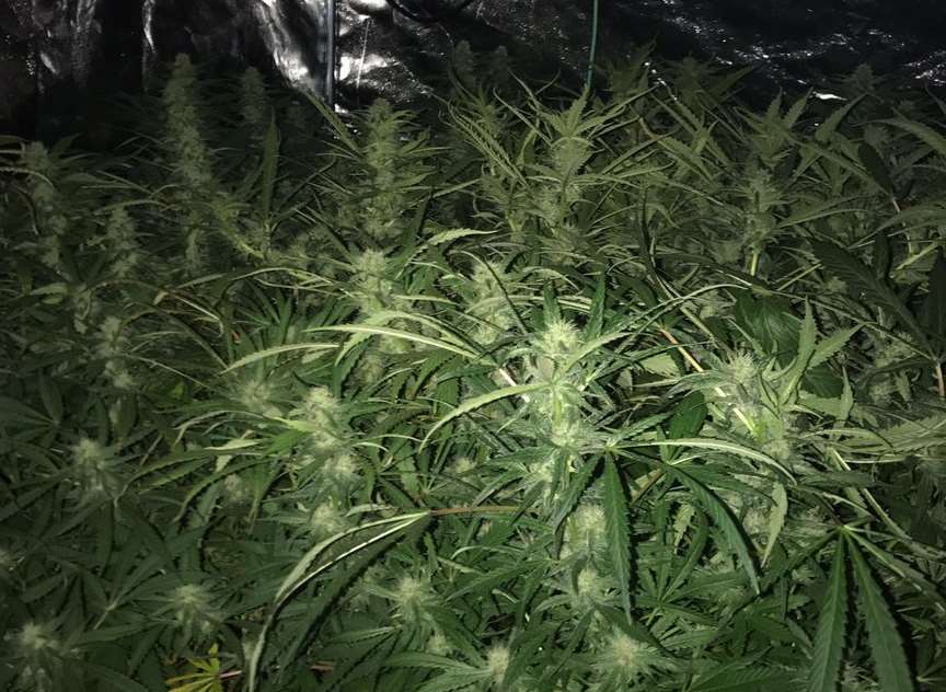 Police tweeted a picture of the cannabis plant. Picture: @kentpoliceshep