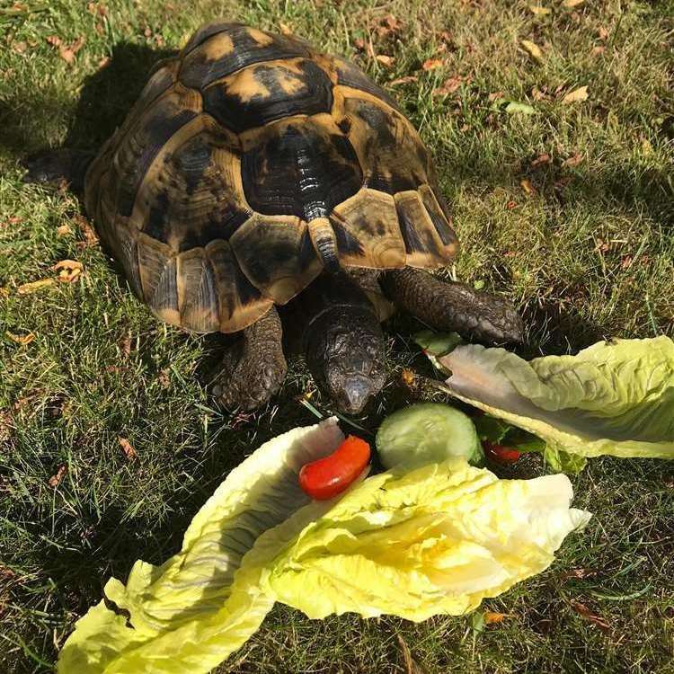 Tortoises eat foods such as common plants, leaves and vegetables. Picture: Stock image