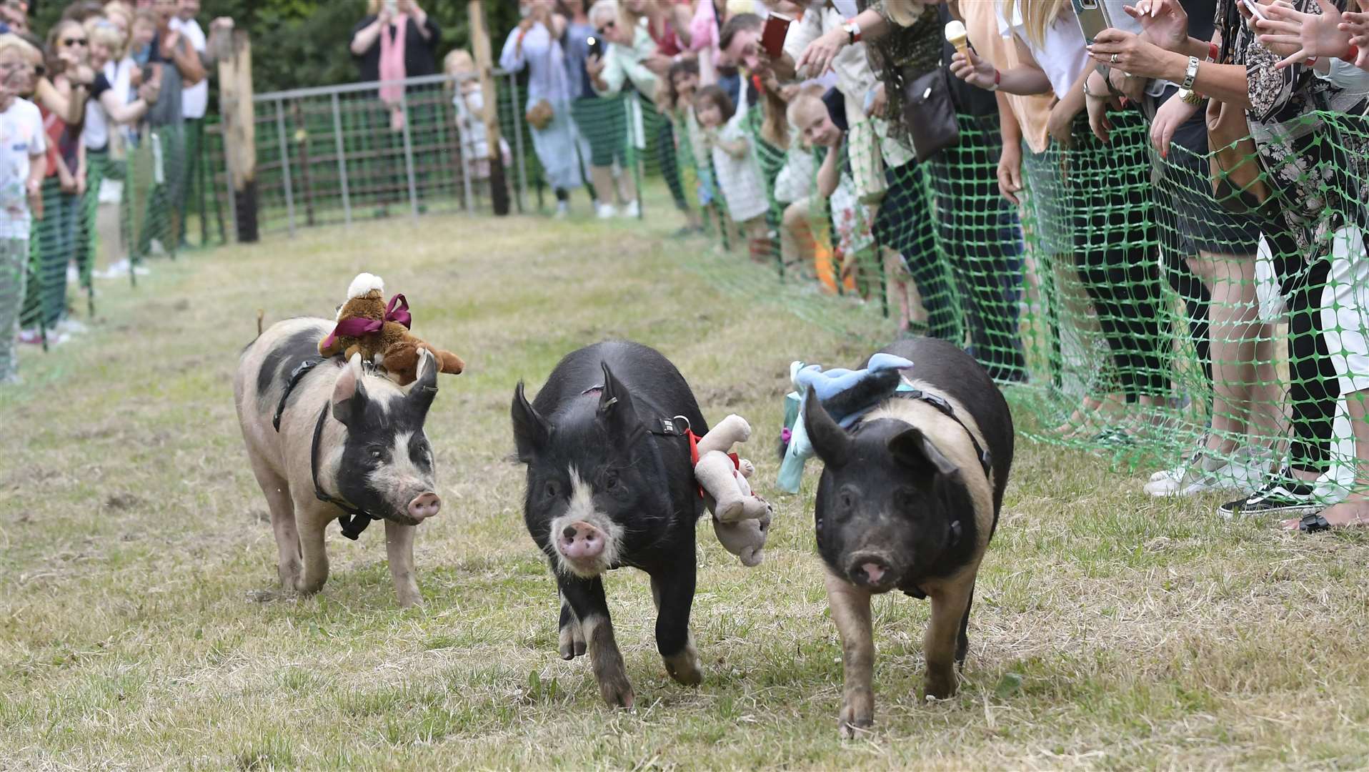 Pig racing at the Brogdale annual Cherry Fair Picture: Tony Flashman