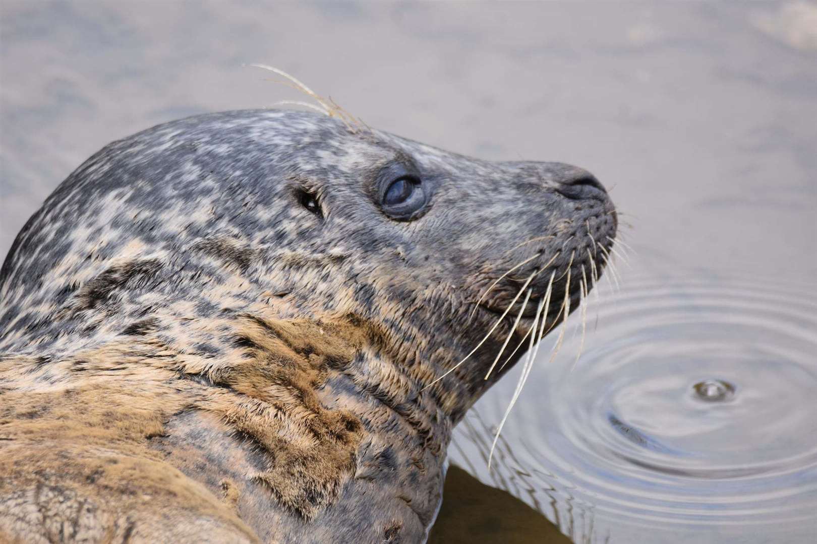 Bradley the seal in the River Medway. Picture by Robert Greenham