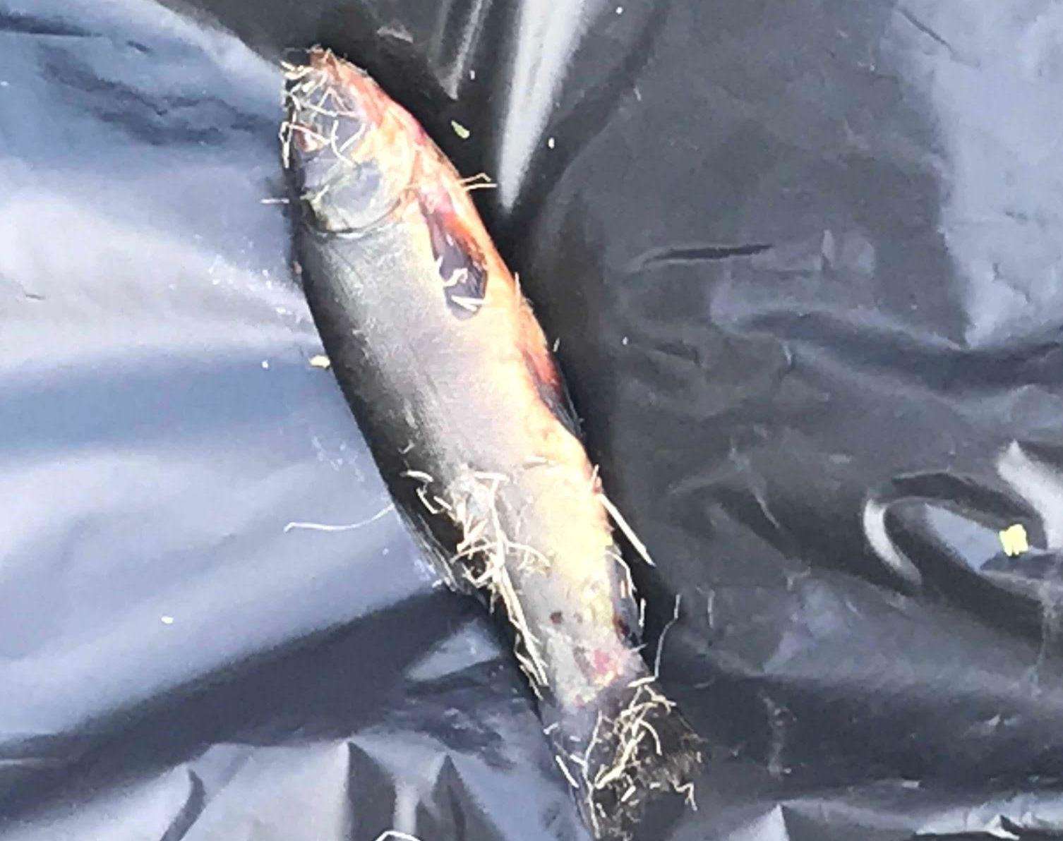 Dead fish from the pond on Eastchurch's Northborough Manor estate (4513256)