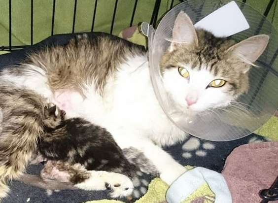 Mead and her kittens after returning from the vets. Picture: Anim-Mates.