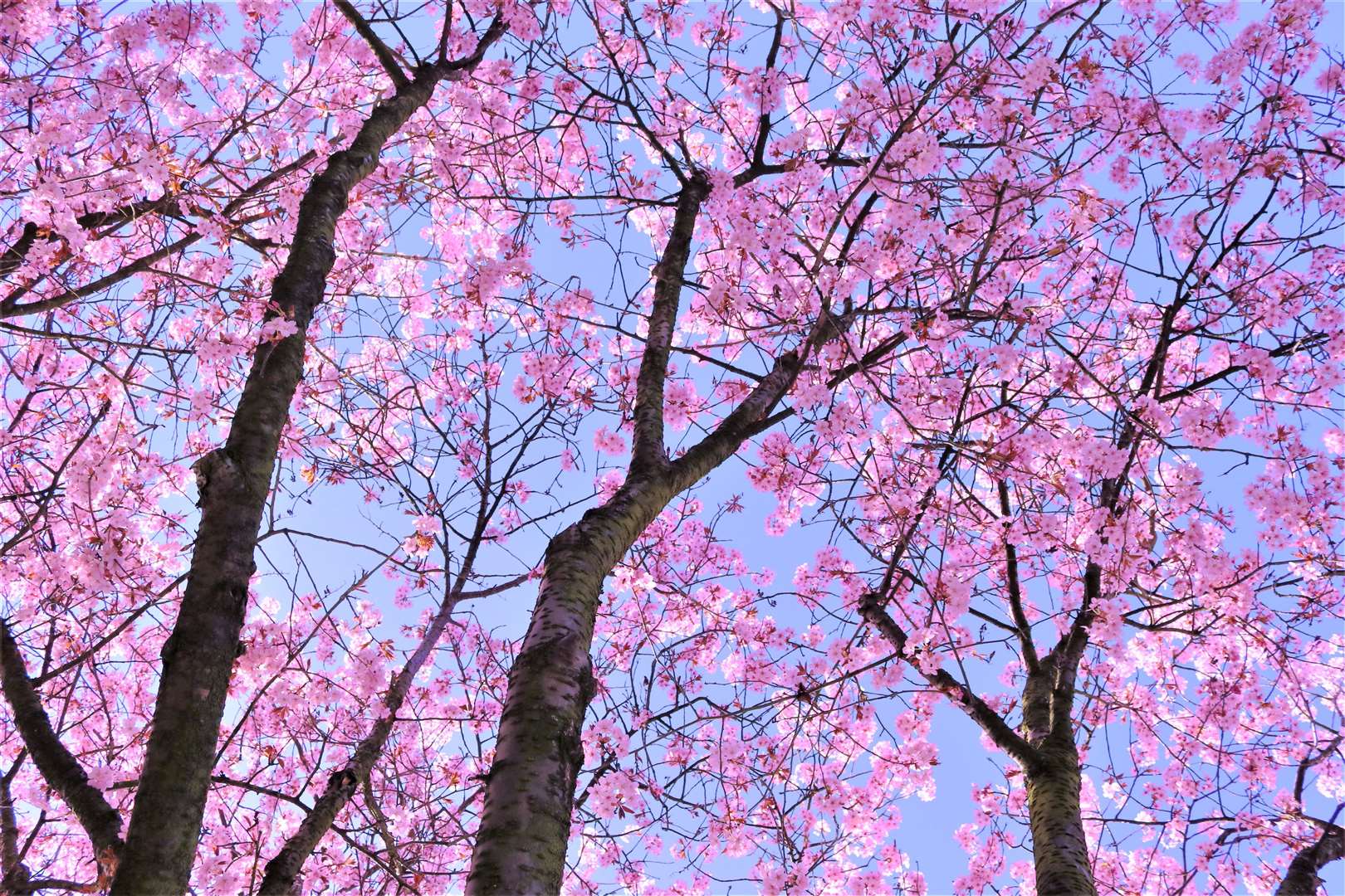 Gardeners are hoping for stunning spring displays of blossom. Image: Stock photo.