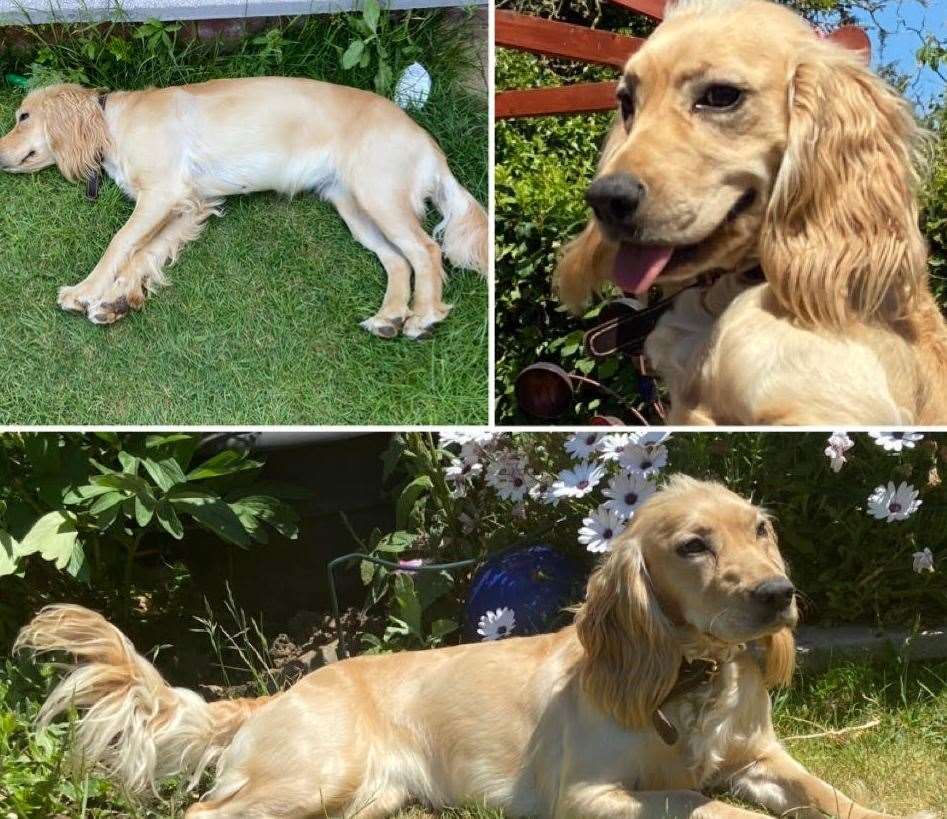 Honey is now back home has been missing since June 17