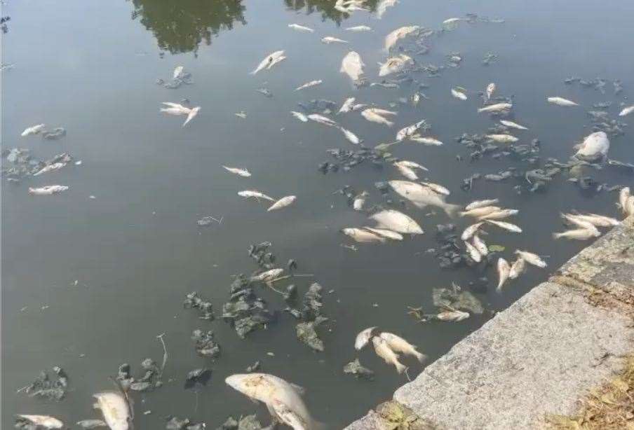 Scores of fish died in the pond in Lower Radnor Park in Folkestone. Picture: Phoenix Wood