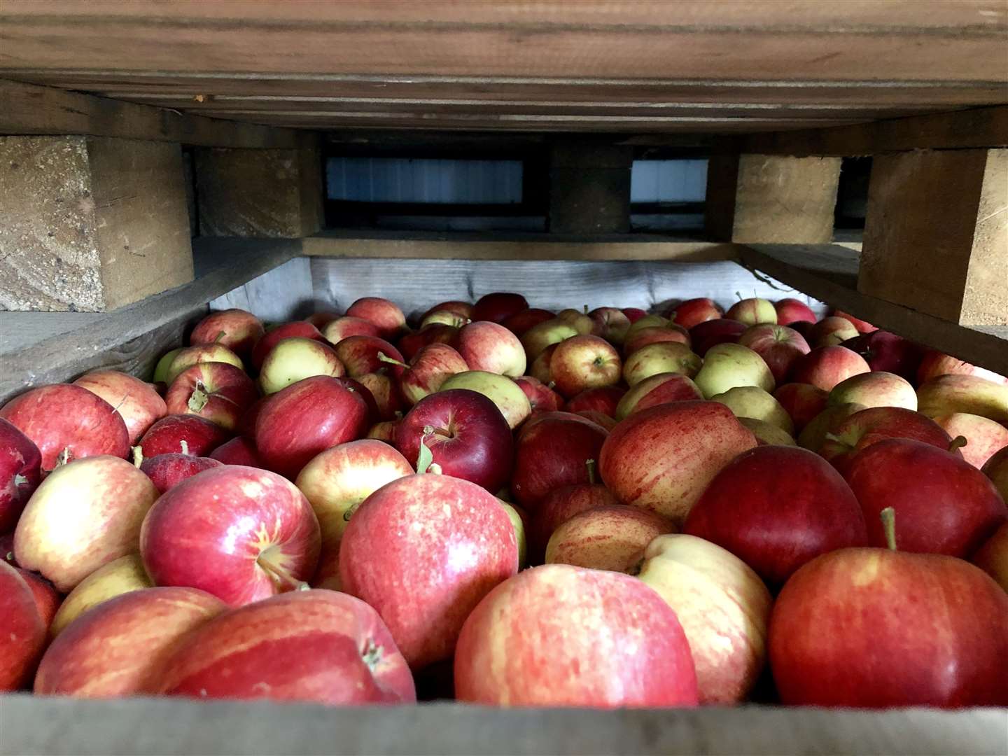 AC Goatham based at Flanders Farm, Hoo, near Rochester, grows a third of the apples and pears sold in the UK