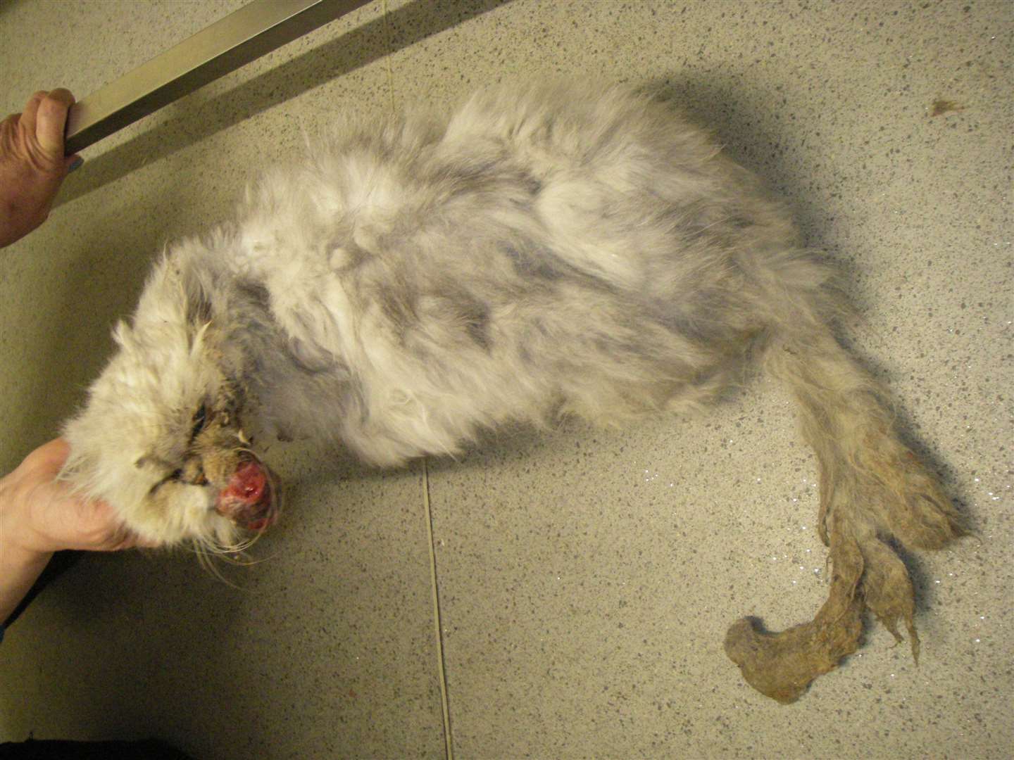 Misty was found with a growth on her mouth and matted fur