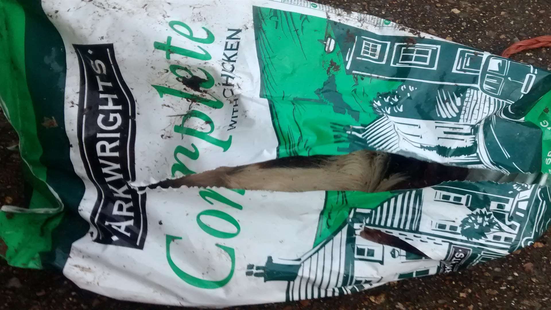 This dog was found dead in a pet food bag near Maidstone