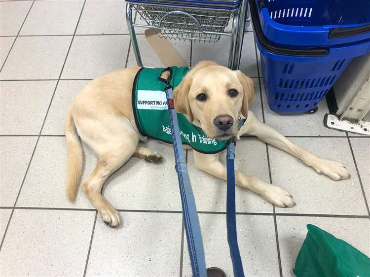 Polly's therapy dog, Bailey