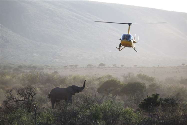 The elephant was sedated safely by expert vets from a helicopter