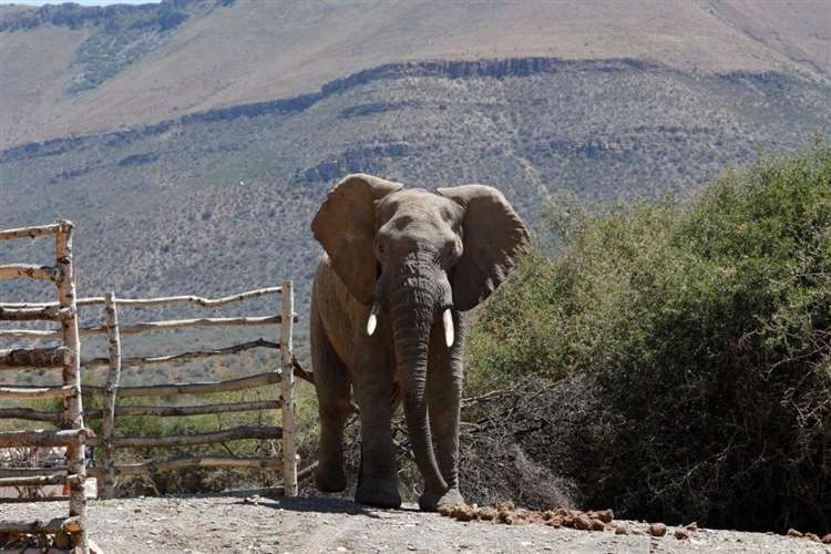 The rescued elephant's first steps at Mount Camdeboo Private Reserve