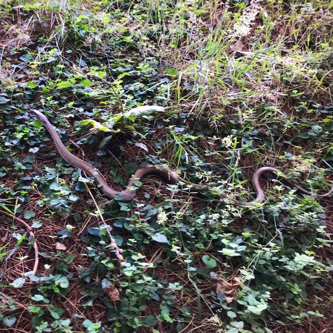 The giant grass snake spotted in Shorncliffe Military Cemetery. Picture: Matt McCready