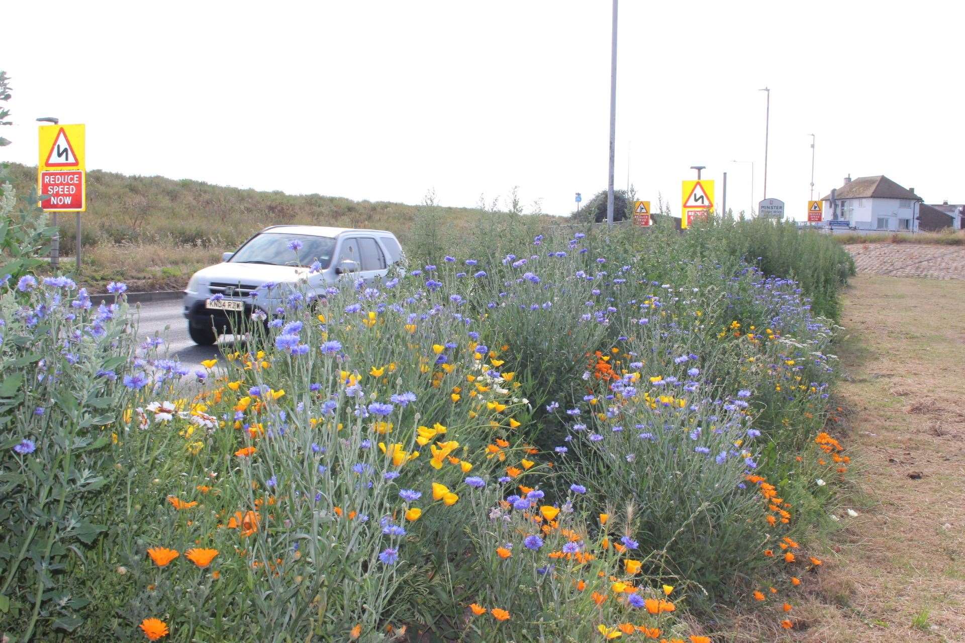 Bee-friendly flowers have been planted along the coast road at Minster on the Isle of Sheppey (14119465)