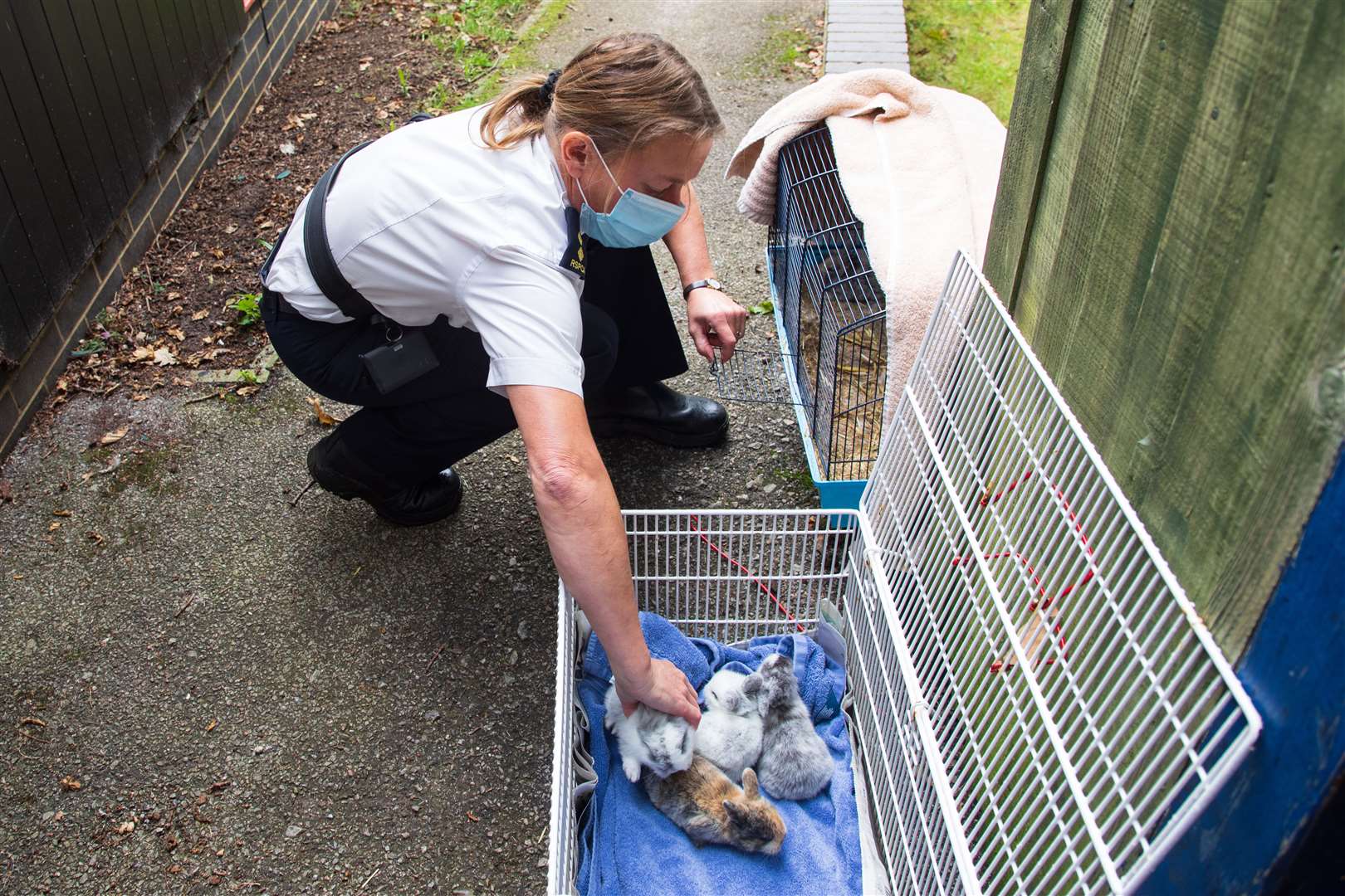 Sadly many of the rabbits had to be put to sleep. Picture:RSPCA