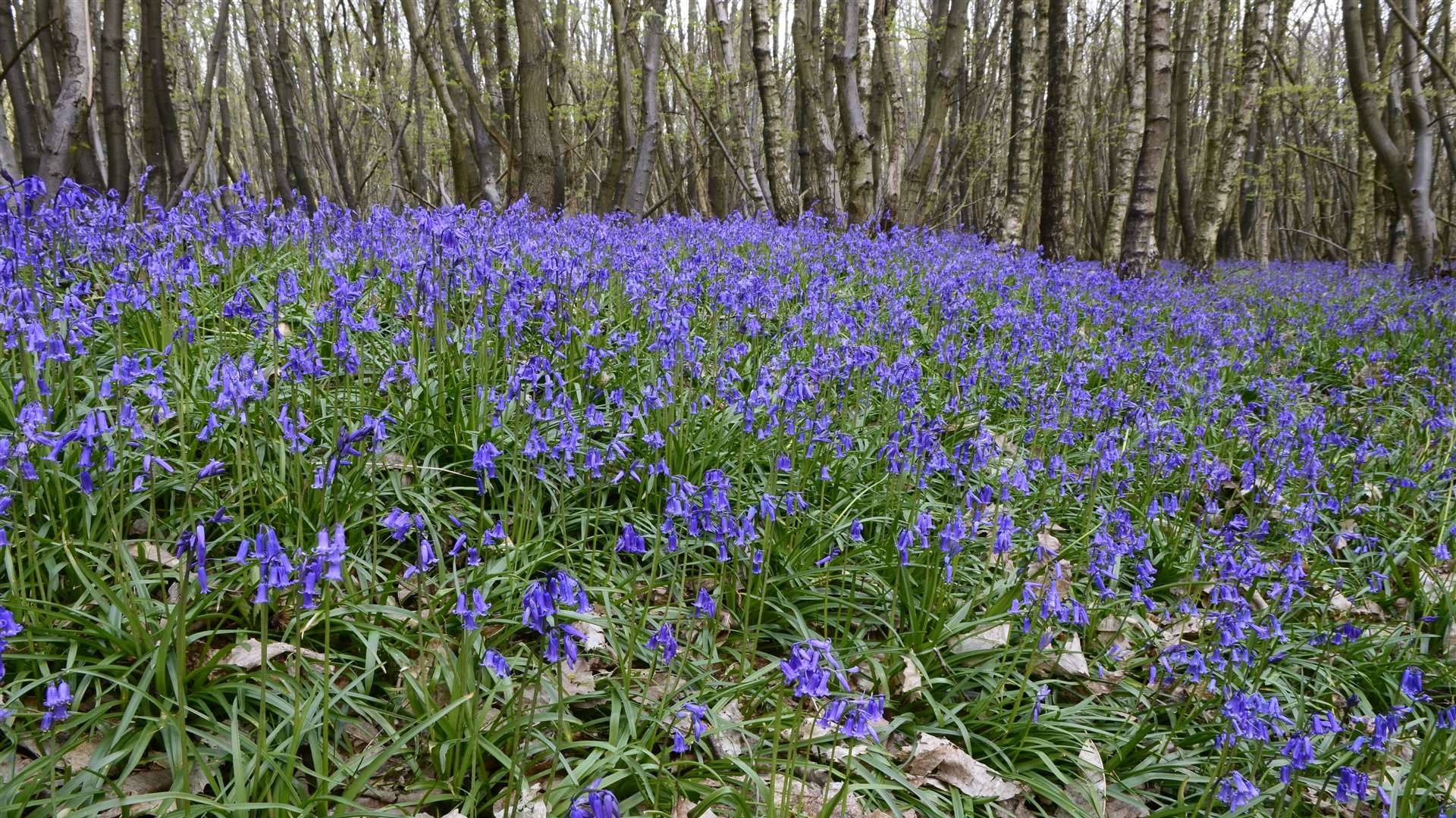 Carpet of bluebells in Kings Wood, Challock. Picture By Gary Browne