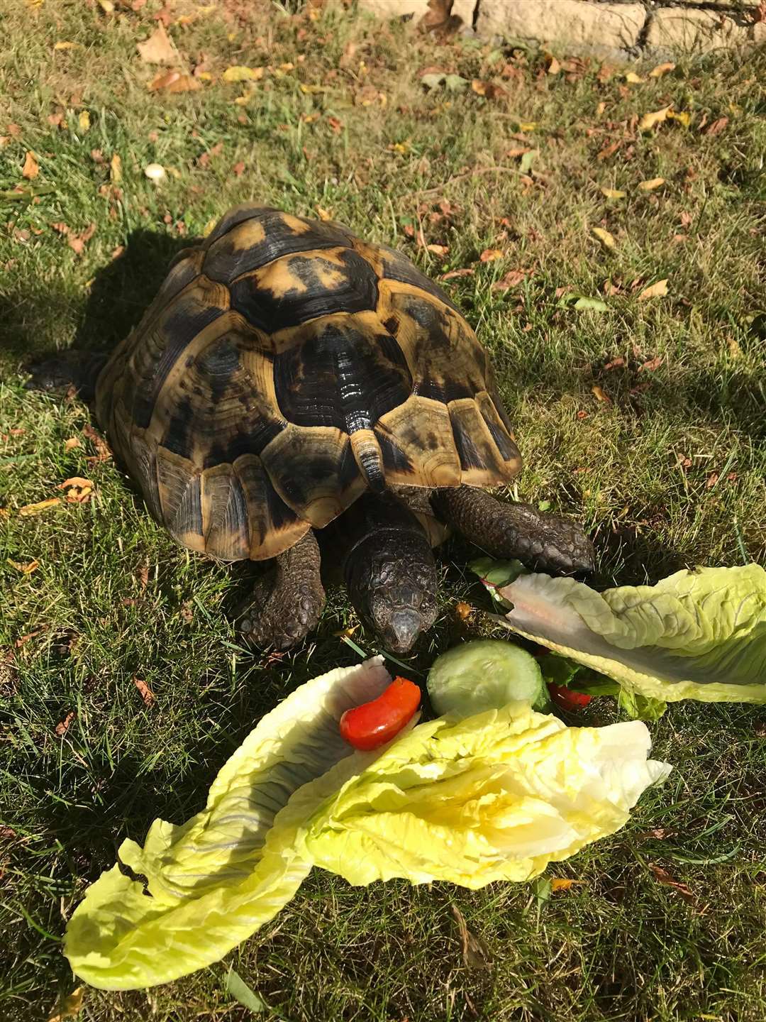 Shelly the tortoise eating her big dinner last night (3404709)