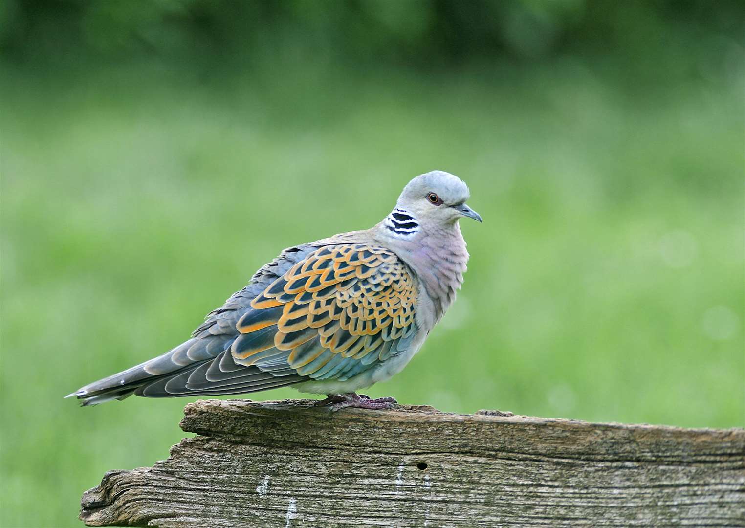 Betteshanger Sustainable Park is he right environment for the Turtle Dove. Picture John Smith