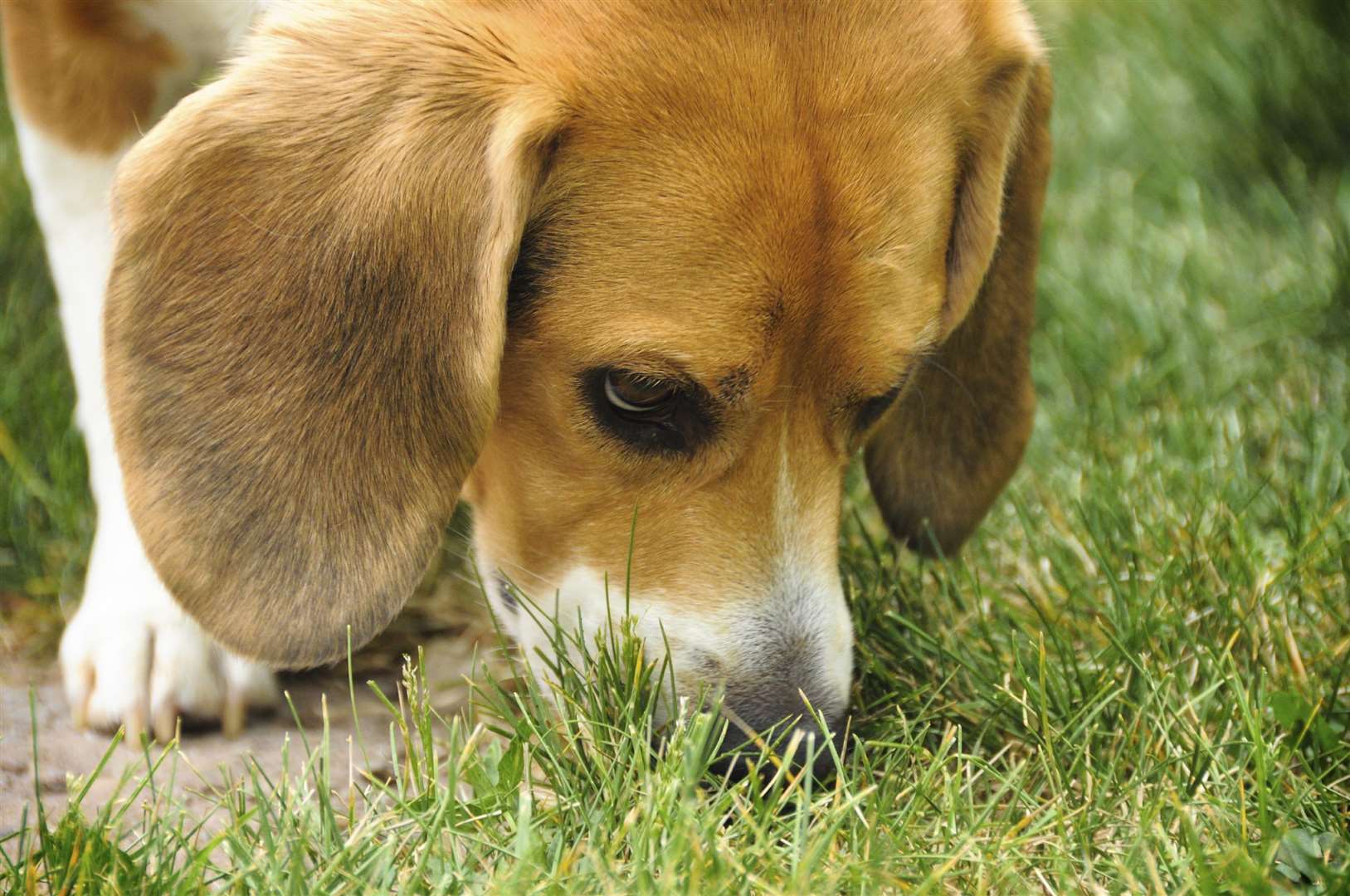 It is important to stimuate your pup's brain by finding them new places to sniff and discover new smells. Picture: iStock