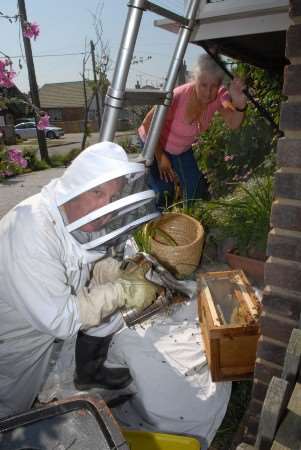 Pat Lassnig watches as John Goffin removes bees